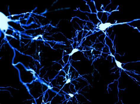 Neurons In The Cerebral Cortex [image] Eurekalert Science News Releases