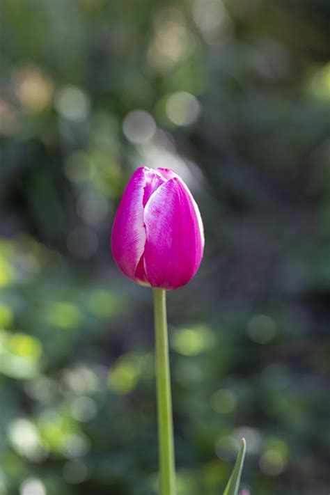 Tulip Bud Flower Purple - Free photo on Pixabay