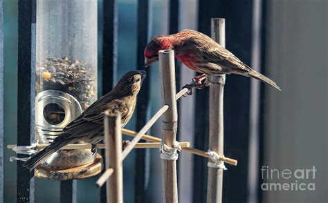 House Finch Breeding Pair Photograph by Charline Xia - Fine Art America