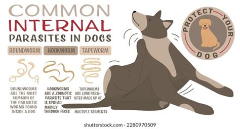 Common Internal Parasites Dogs Roundworms Hookworms Stock Vector ...