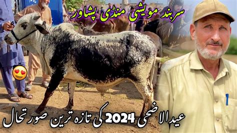 Maweshi Mandi Sarband Peshawar 28 3 24 New Updates Eid Ul Azha Bulls