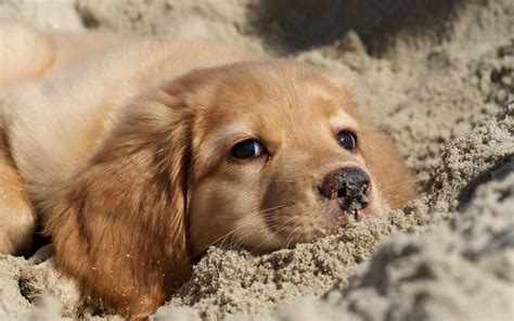 Fonds d'ecran 2560x1600 Chien Retriever Chiot Animaux télécharger photo