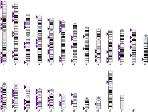 Karyotype Display For All Of The Genetic Loci Analysed For