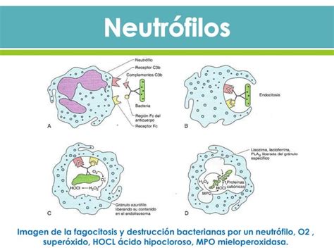 Rganos Linfoides Y C Lulas Del Sistema Inmunitario Ppt