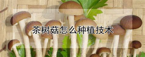 红蘑菇人工种植技术 发财农业网