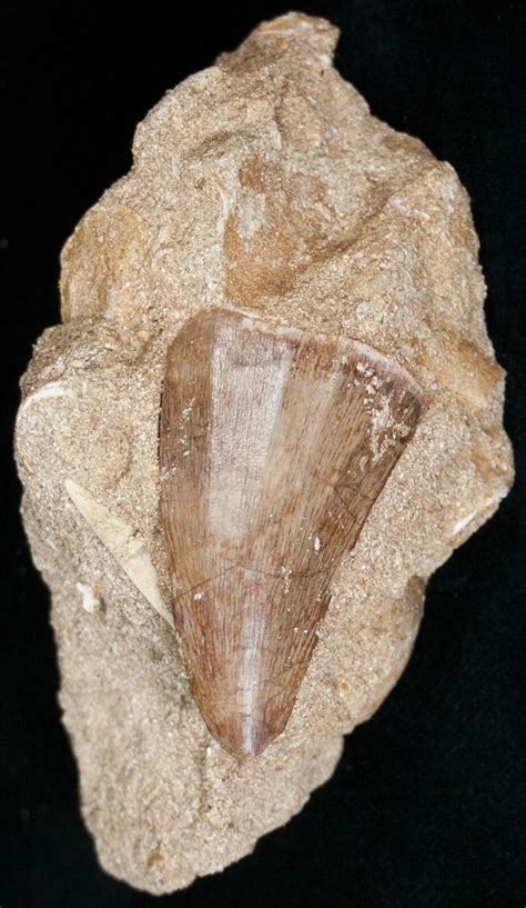 1 65 Fossil Mosasaurus Tooth In Matrix 14238 For Sale FossilEra