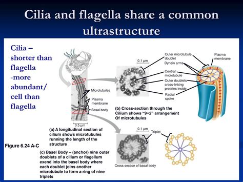 Ppt A Tour Of The Cell Chapter 6 Powerpoint Presentation Free