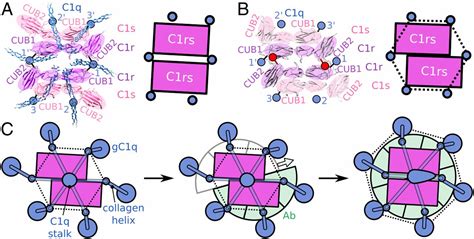 Insights Into Igm Mediated Complement Activation Based On In Situ