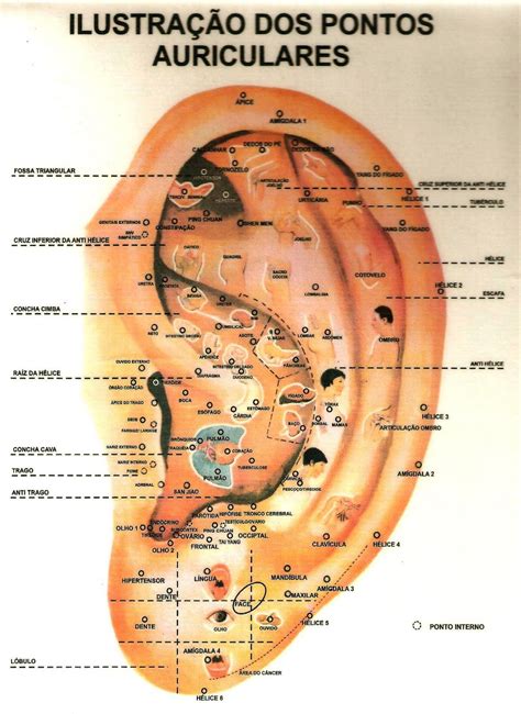 Ilustração dos pontos auriculares Traditional Chinese Medicine