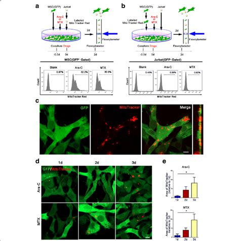 Jurkat Cells Transfer Mitochondria To Mscs When Exposed To Ara C Or