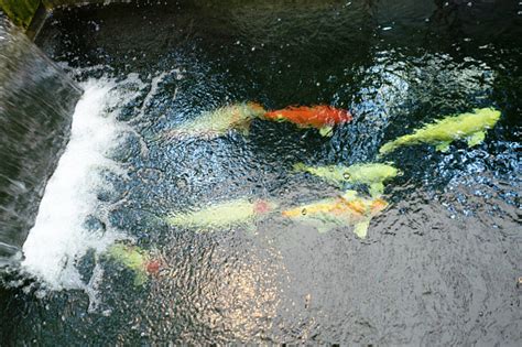 Ikan Koi Besar Ikan Ikan Ikan Ikan Emas Di Kolam Foto Stok - Unduh Gambar Sekarang - Air, Alam ...