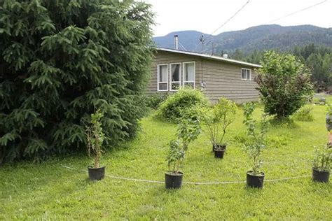 How to Plant a Lilac Hedge