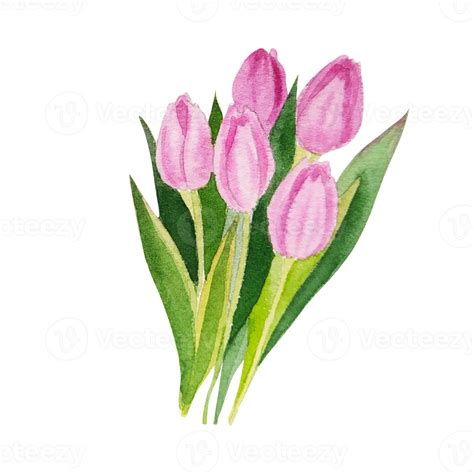 Watercolor Pink Tulips 12589216 Png