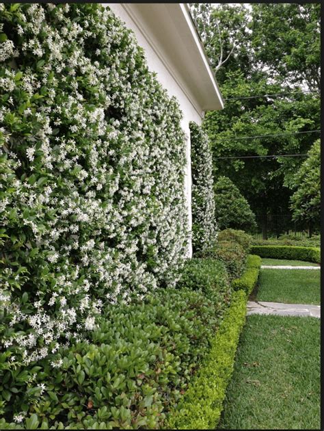 Sweet Star Jasmine Is A Summer Joy
