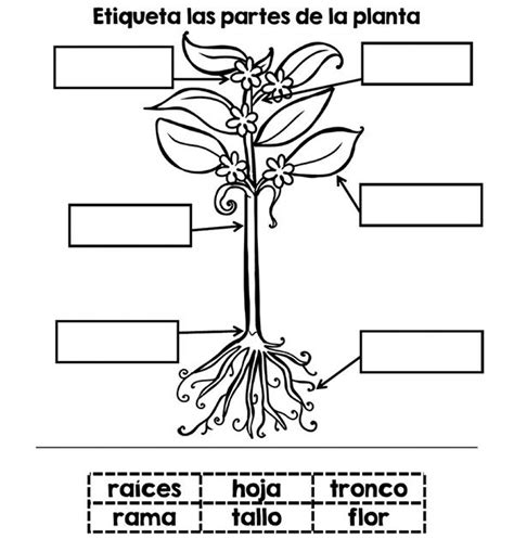 La Planta Para Colorear Y Sus Partes Partes De Una Planta Y Sus Sexiz Pix