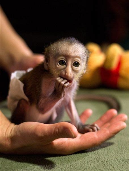 The Baby Mona Monkey Is So Small It Can Sit Snugly In A Zookeepers