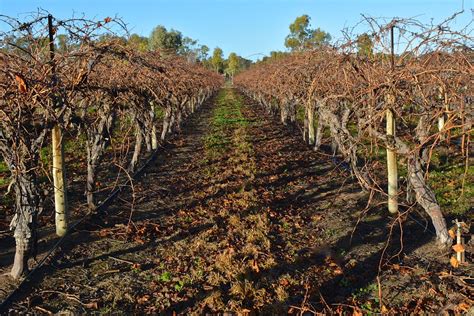 Unpruned Grapevines Sunraysia Red Globe Mallee District Flickr