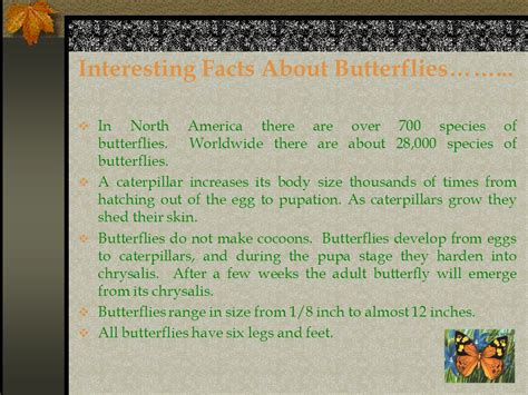 Life Cycle Of Butterflies December Butterfly Stage The Egg