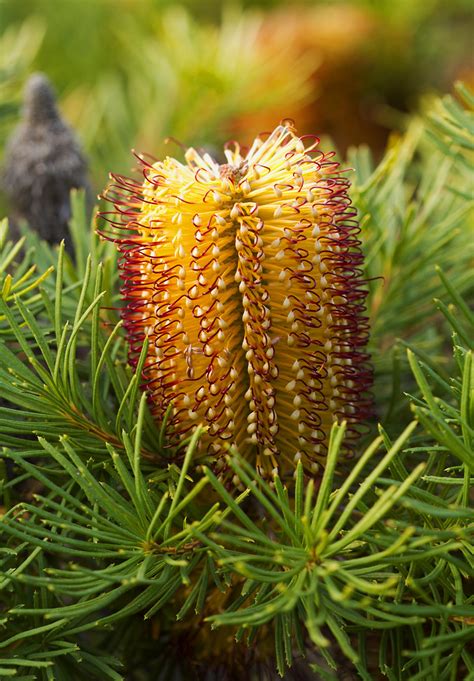 Banksia Spinulosa Birthday Candles Banksia Spinulosa Flickr