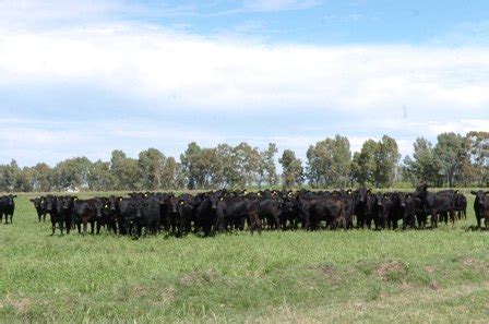 IPCVA MAS DE 500 PRODUCTORES EN LA PRIMERA JORNADA A CAMPO DEL IPCVA