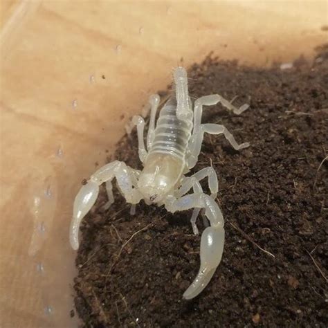 Tityus serrulatus - Scorpion Species