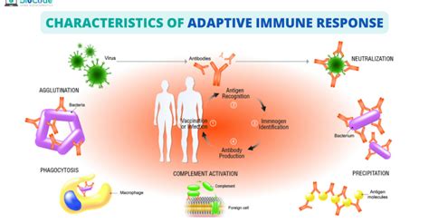 Adaptive Immune System Diagram