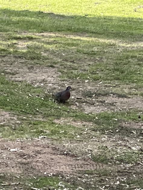 Common Bronzewing From Thorndon Park Paradise Sa Au On May