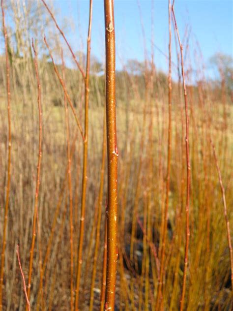 Living Willow Wales Basketry And Ornamental Willow