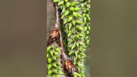 Aspen Twig Buds And Mature Female Flowers Close Up April 2023 Youtube