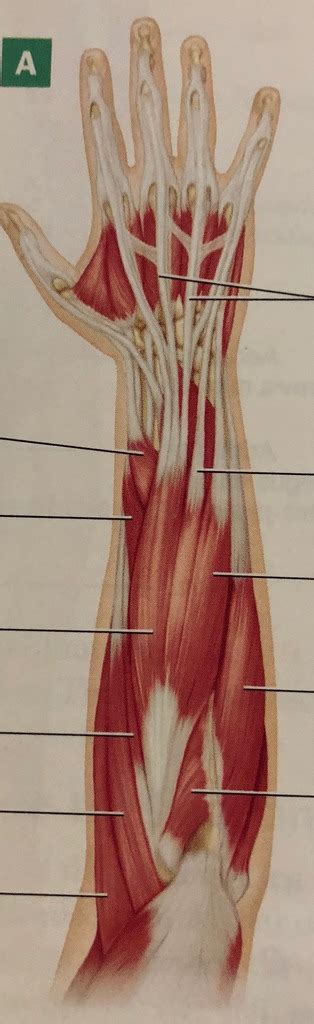 Muscles That Move The Hand And Digits Posterior Superficial Diagram