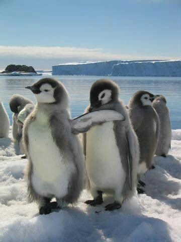 Two Penguins Standing Next To Each Other In The Snow