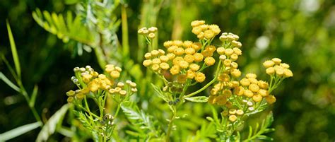 Les Propri T S M Dicinales De La Tanaisie Promesse De Fleurs