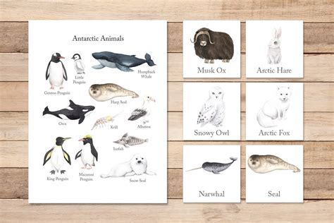 Top 101 + Arctic and antarctic animals for kids - Electric-kingdom.net