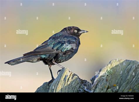 Brewer S Blackbird Euphagus Cyanocephalus Male Standing On A Tree