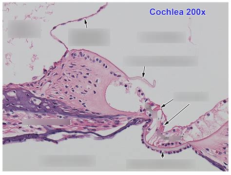 Ear Histology Diagram Quizlet