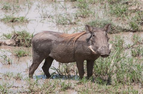 Warthog | Animal Kingdom