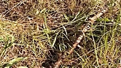 Street Panty Pisser 55 Pissing Pissing Porn XHamster