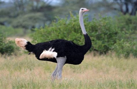 Autruches Oiseaux Du Monde