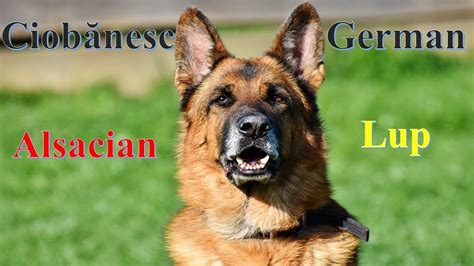 Ciobănesc German Alsacian Câinele Lup German Shepherd Alsatian