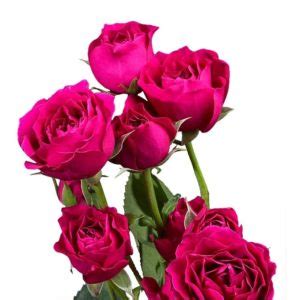 Hot Majolika Spray Roses Florabundance Wholesale Flowers