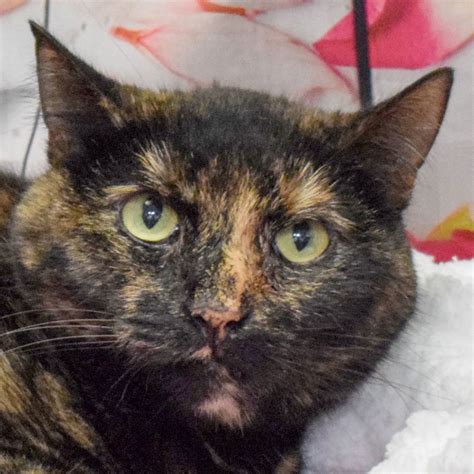 Cat Adoption In Huntley Il Tortoiseshell Domestic Short Hair