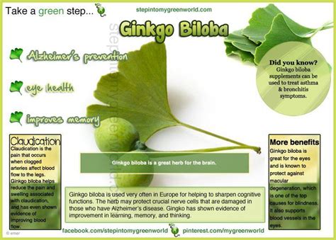 Ginkgo Biloba Side Effects And Benefits Coremymages