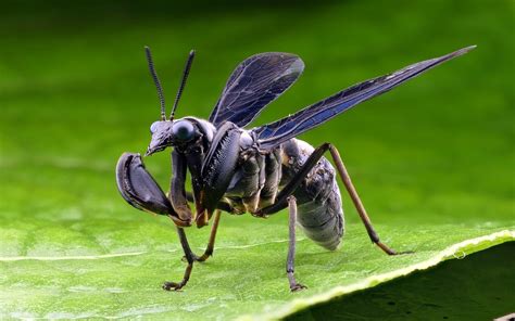 Mantidfly Video Youtubeibvodfswhyc From Ecuador Andreas Kay Flickr