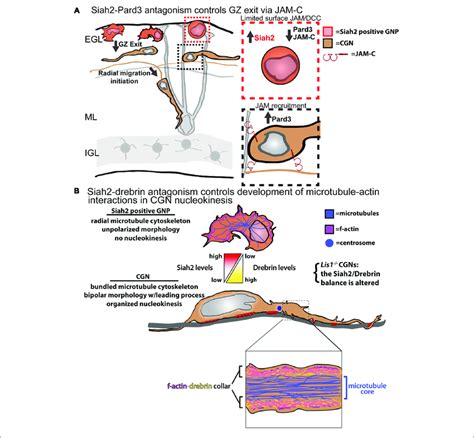 Models For Siah2 Antagonism Of CGN GZ Exit And Cytoskeletal