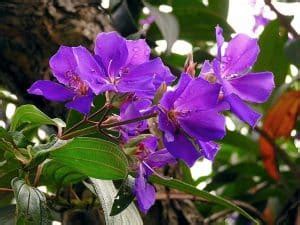 Como Plantar E Cuidar Da Arvore Quaresmeira Tibouchina Granulosa