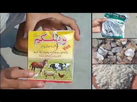 Solution Of Pigeons Poor Digestive Systems G Hassan Pigeons Youtube