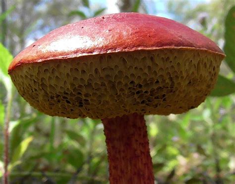 Rhubarb Bolete From Watsonville Qld Australia On January