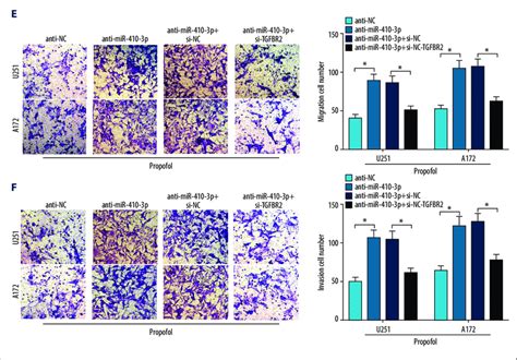 Tgfbr Downregulation Weakened The Promotion Of Mir P Inhibition