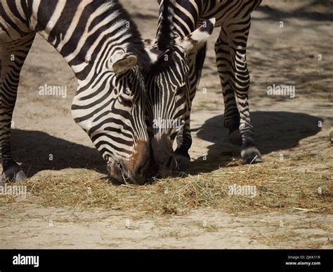 Two Beautiful Zebras Grazing Next To Each Other Stock Photo Alamy