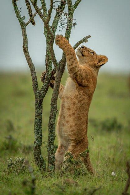 Premium Photo Lion Cub Climbing Tree On Hind Legs